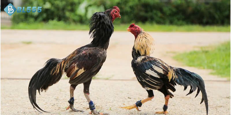 Gà đá cựa sắt có thể lực rất tốt