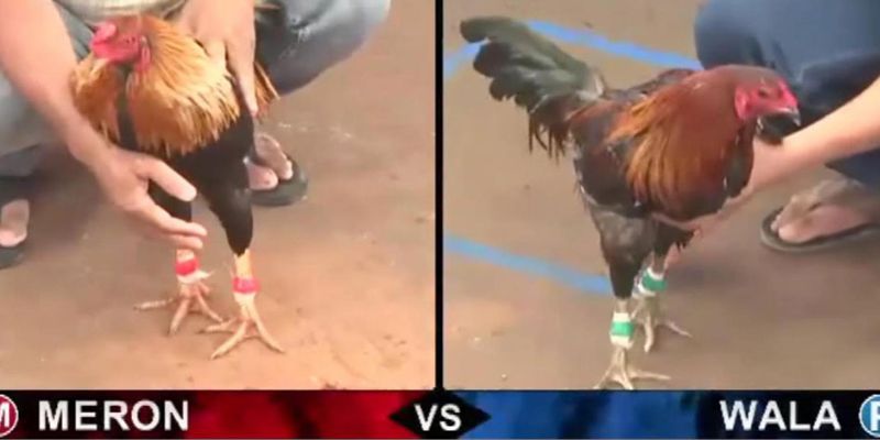 Nhiều loại hình chọi kê đặc sắc